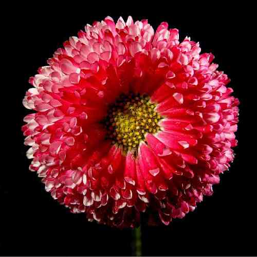 تو این چهار دیواری خودم برای خودم موندم فقط